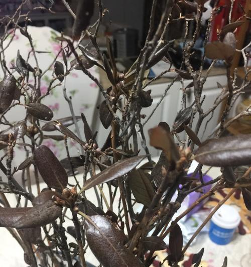 枯枝杜鹃有毒性吗?室内养护需要注意什么? 枯枝杜鹃有毒性吗?室内养护需要注意什么?