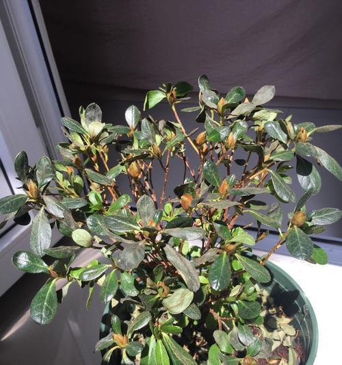 枯枝杜鹃有毒性吗?室内养护需要注意什么? 枯枝杜鹃有毒性吗?室内养护需要注意什么?