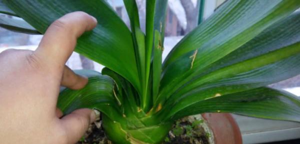 君子兰浇水的正确方法是什么?浇水注意事项有哪些? 君子兰浇水的正确方法是什么?浇水注意事项有哪些?