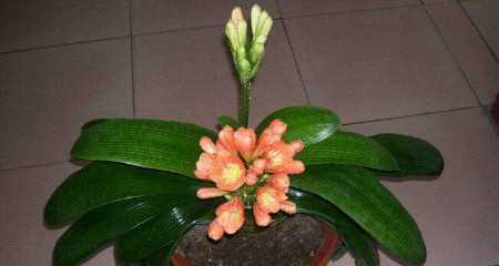 君子兰浇水的正确方法是什么?浇水注意事项有哪些?