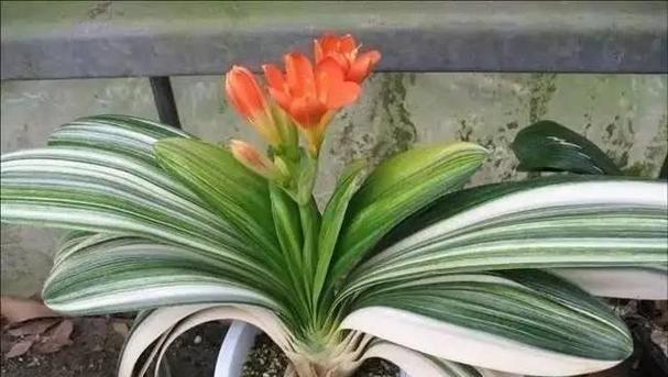 君子兰浇水的正确方法是什么?浇水注意事项有哪些? 君子兰浇水的正确方法是什么?浇水注意事项有哪些?