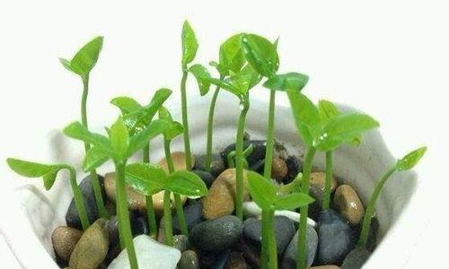 芒果核盆栽种植方法是什么？如何确保种子发芽？