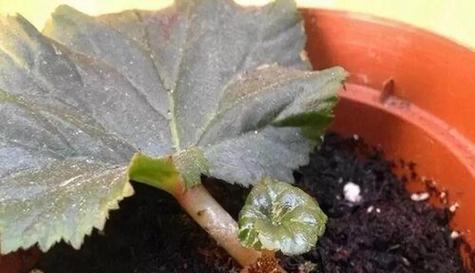 天竺癸扦插的最佳月份是什么时候？如何提高成活率？