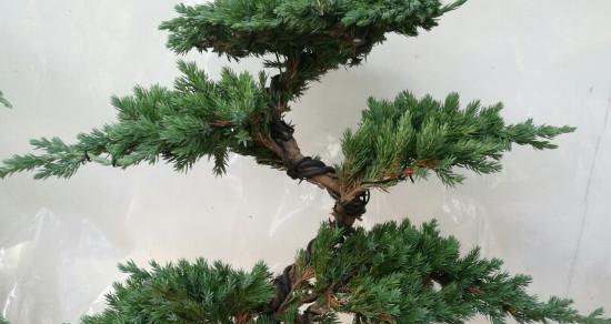 青松（以青松代表什么人）