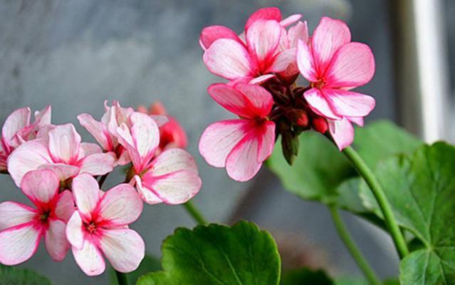 天竺癸扦插的最佳月份是什么时候？如何提高成活率？