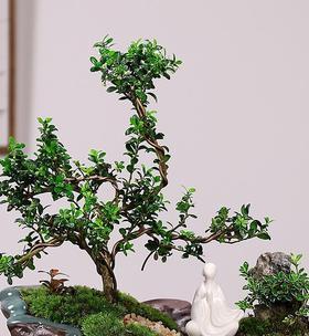 青松(以青松代表什么人) 青松(以青松代表什么人)