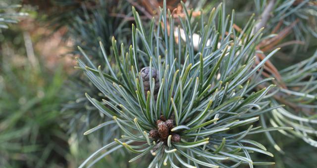 青松(以青松代表什么人) 青松(以青松代表什么人)