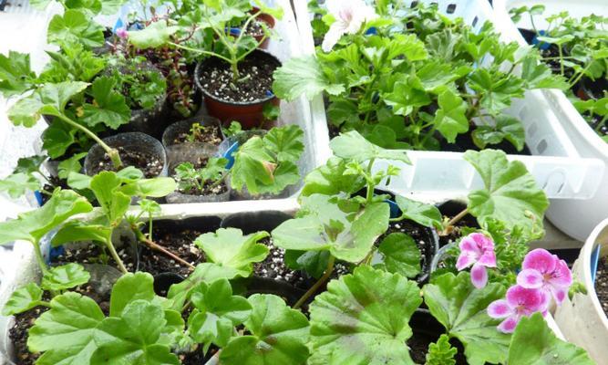 天竺癸扦插的最佳月份是什么时候？如何提高成活率？