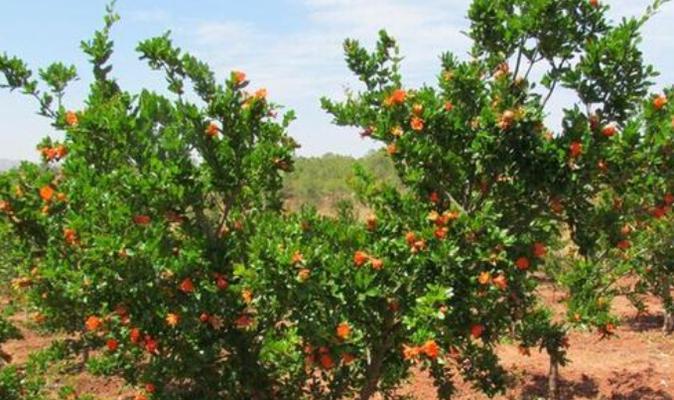 石榴怎么保存最长时间？最佳保存方法是什么？