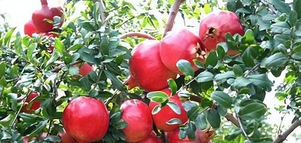 石榴怎么保存最长时间？最佳保存方法是什么？