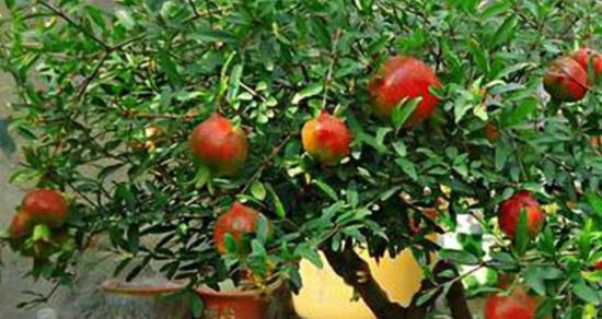 石榴怎么保存最长时间？最佳保存方法是什么？