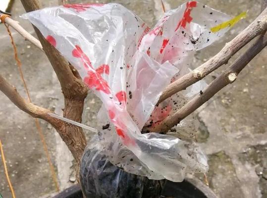 高压扦插法（探索高效植物繁殖方法）