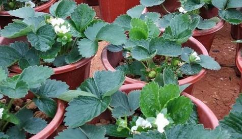 使用营养液浇草莓需要注意什么?正确方法是什么?