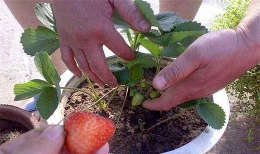 使用营养液浇草莓需要注意什么?正确方法是什么? 使用营养液浇草莓需要注意什么?正确方法是什么?