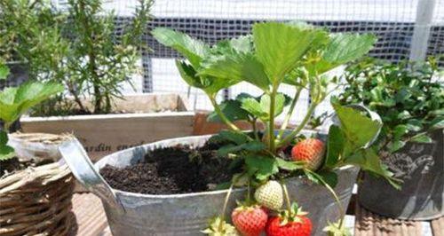 使用营养液浇草莓需要注意什么?正确方法是什么? 使用营养液浇草莓需要注意什么?正确方法是什么?