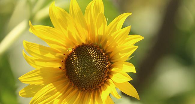 向日葵的象征意义(从生命力) 向日葵的象征意义(从生命力)