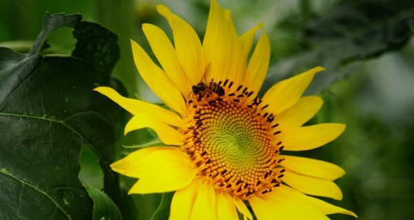 向日葵的象征意义(从生命力)