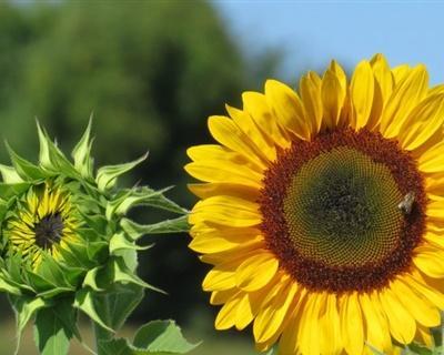 向日葵的象征意义(从生命力) 向日葵的象征意义(从生命力)