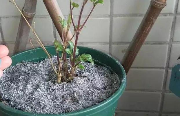 活性炭能用作肥料吗？它的使用效果如何？