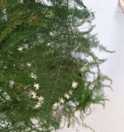 以文竹开花的寓意——生命的奇迹(文竹盛开的美丽)