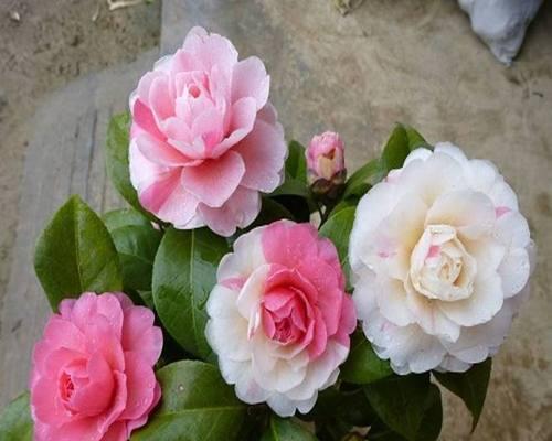 茶花多久开花?花期持续多长时间? 茶花多久开花?花期持续多长时间?