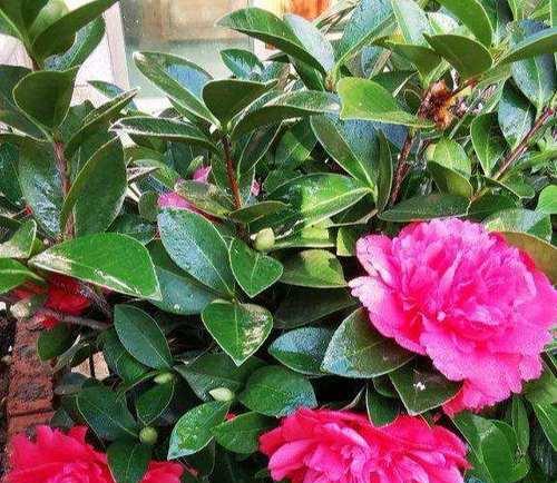 茶花多久开花?花期持续多长时间? 茶花多久开花?花期持续多长时间?