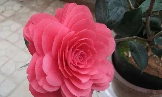 茶花多久开花?花期持续多长时间?