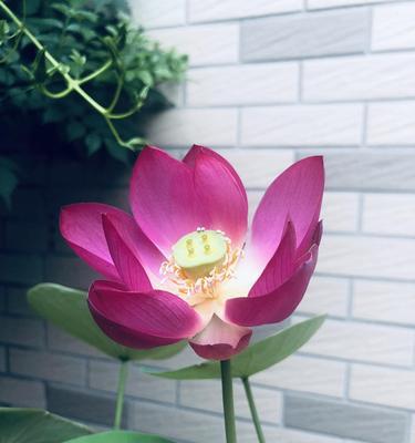 碗莲的花语(探寻碗莲花的浪漫花语)