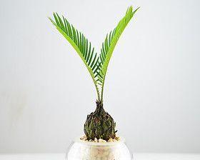 铁树水培养殖方法是什么?如何正确进行铁树水培? 铁树水培养殖方法是什么?如何正确进行铁树水培?