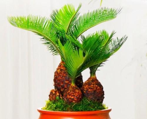 铁树水培养殖方法是什么?如何正确进行铁树水培? 铁树水培养殖方法是什么?如何正确进行铁树水培?