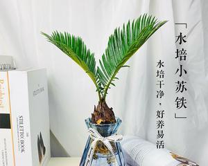 铁树水培养殖方法是什么?如何正确进行铁树水培? 铁树水培养殖方法是什么?如何正确进行铁树水培?