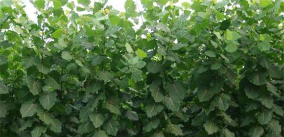 速生杨剪枝的最佳时机是什么时候？剪枝后如何促进生长？