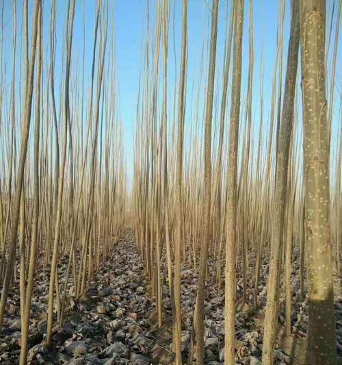 速生杨剪枝的最佳时机是什么时候？剪枝后如何促进生长？