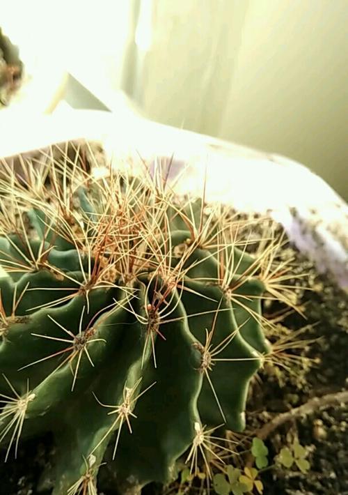 以刺球开花的寓意（刺球花绽放的象征与预兆）