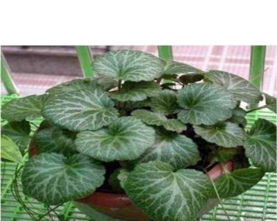 荷叶养护技巧有哪些？如何保持荷叶健康生长？