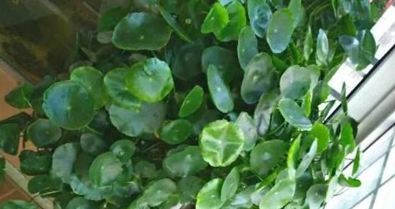 荷叶养护技巧有哪些？如何保持荷叶健康生长？