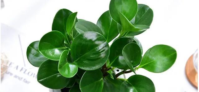 荷叶养护技巧有哪些？如何保持荷叶健康生长？