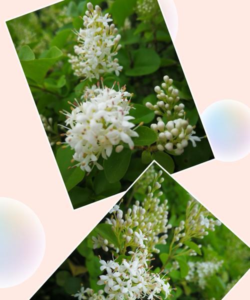 女贞花的花语与美丽（探秘女贞花的神秘语言）