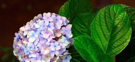 绣球花的花语与传说(美丽花朵背后的寓意与神话)