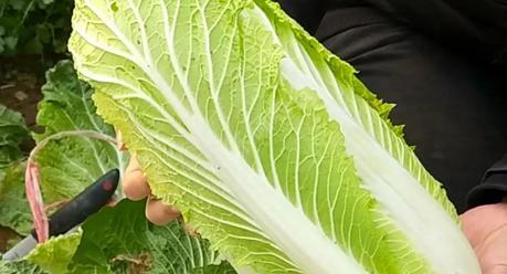 大白菜出现苦味还能食用吗?如何去除苦味?