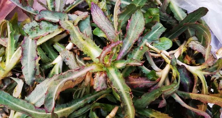 大白菜出现苦味还能食用吗?如何去除苦味? 大白菜出现苦味还能食用吗?如何去除苦味?