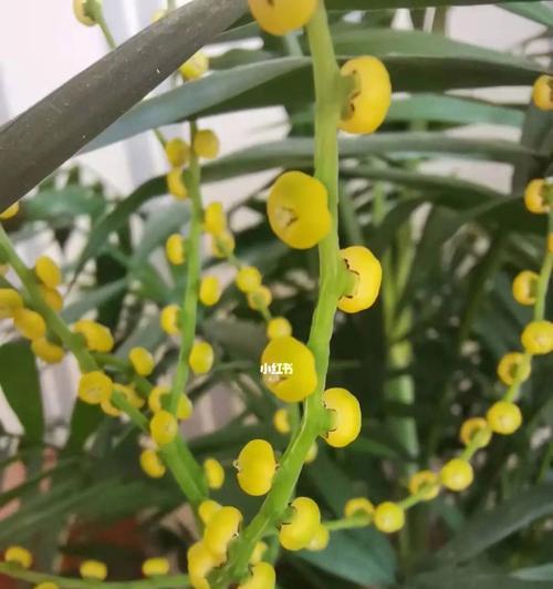 竹子开花的原因及寓意（竹子开花）