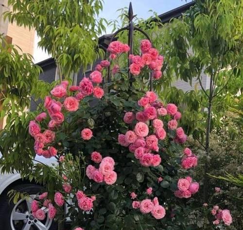 艾拉绒球修剪技巧有哪些?如何修剪才能更美观? 艾拉绒球修剪技巧有哪些?如何修剪才能更美观?