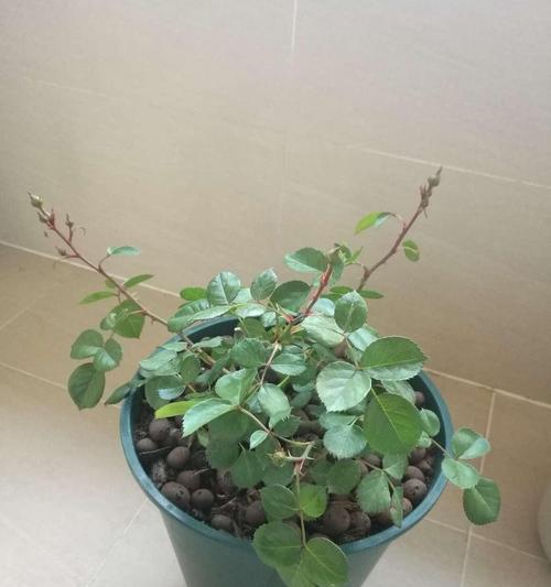 艾拉绒球修剪技巧有哪些?如何修剪才能更美观? 艾拉绒球修剪技巧有哪些?如何修剪才能更美观?