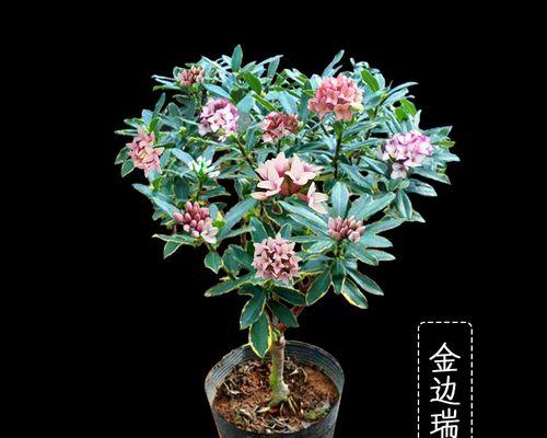 金边瑞香好养吗？养殖方法和养护要点是什么？