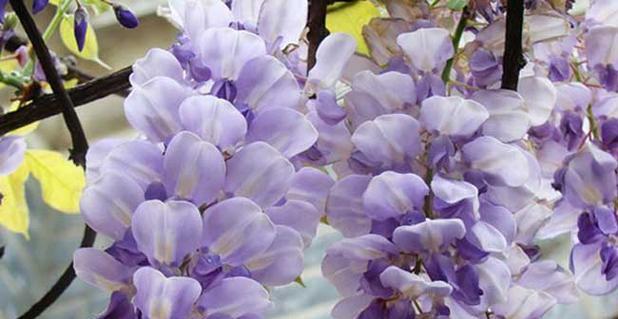 紫藤花的花语与意义（探寻紫藤花背后的传说与美好）