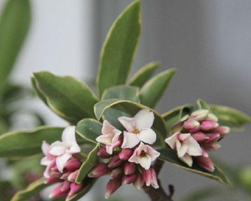 金边瑞香好养吗?养殖方法和养护要点是什么? 金边瑞香好养吗?养殖方法和养护要点是什么?