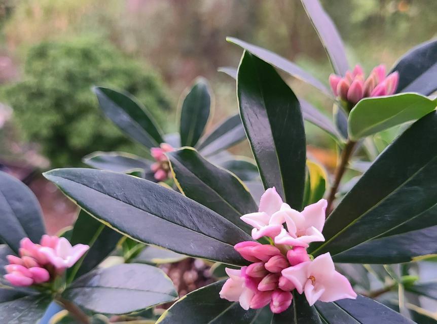 金边瑞香好养吗?养殖方法和养护要点是什么? 金边瑞香好养吗?养殖方法和养护要点是什么?