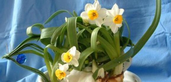 水仙花的寓意及其重要意义（解读水仙花的象征与价值）