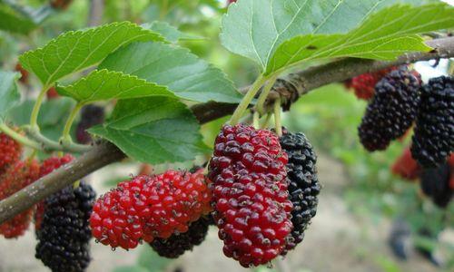 桑葚种子可以吃吗?食用桑葚种子的正确方法是什么?